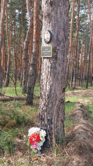 Ліс біля Сєвєродонецька