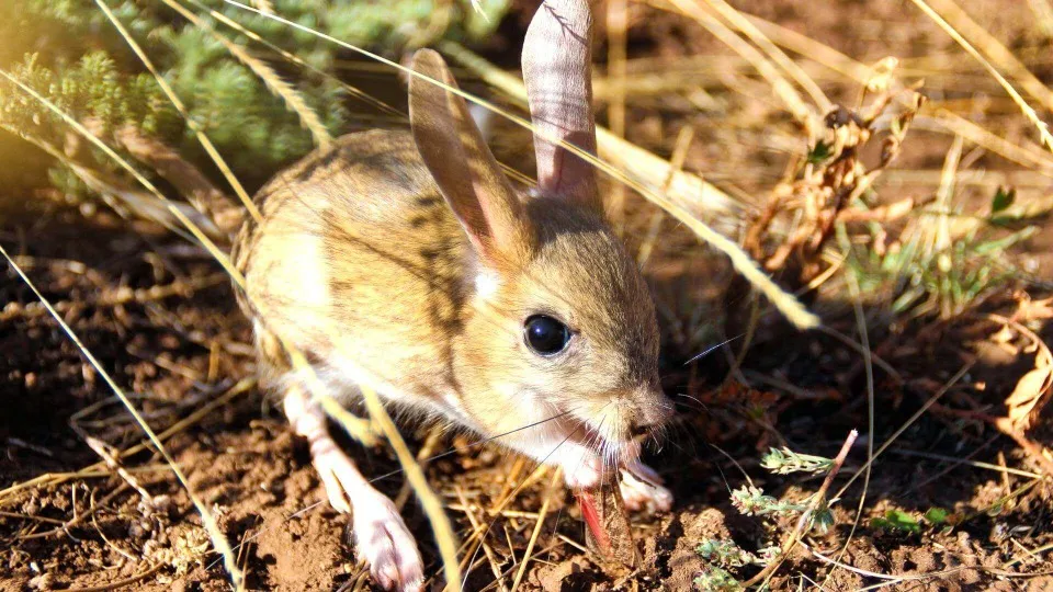 Флора та фауна, яка охороняється парком Святі гори