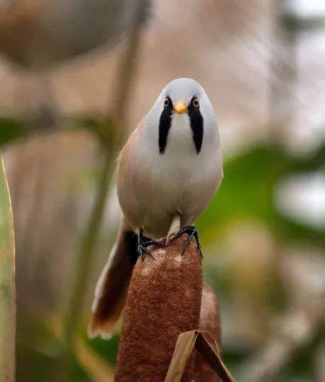 Флора та фауна, яка охороняється парком Святі гори