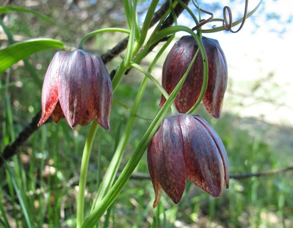 Флора та фауна, яка охороняється парком Святі гори