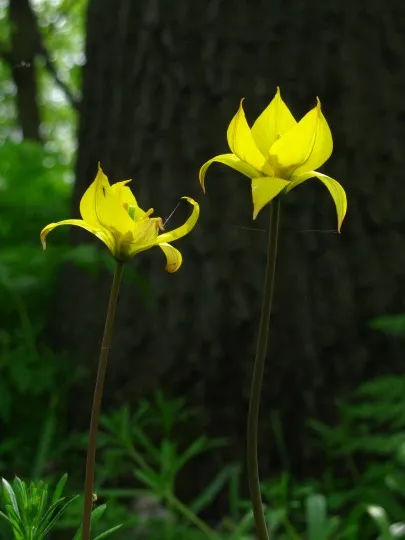 Флора та фауна, яка охороняється парком Святі гори