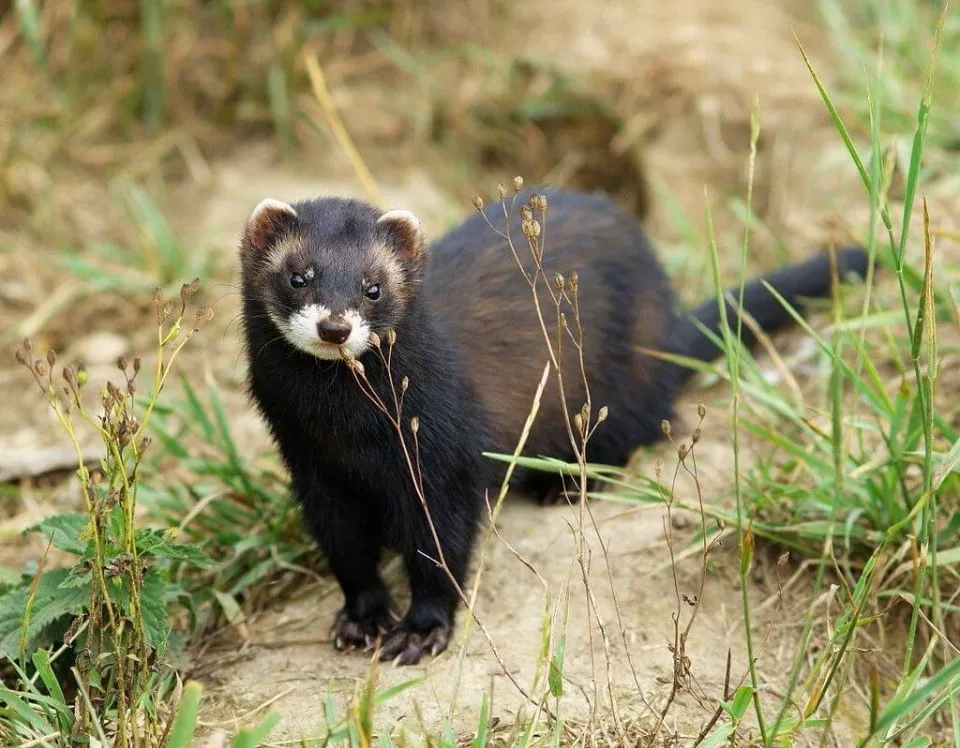 Флора та фауна, яка охороняється парком Святі гори