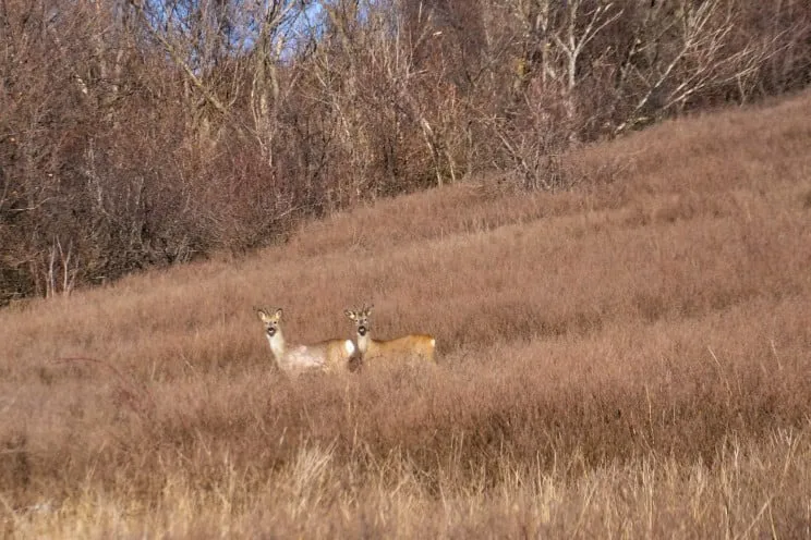 Косулі на Донеччині