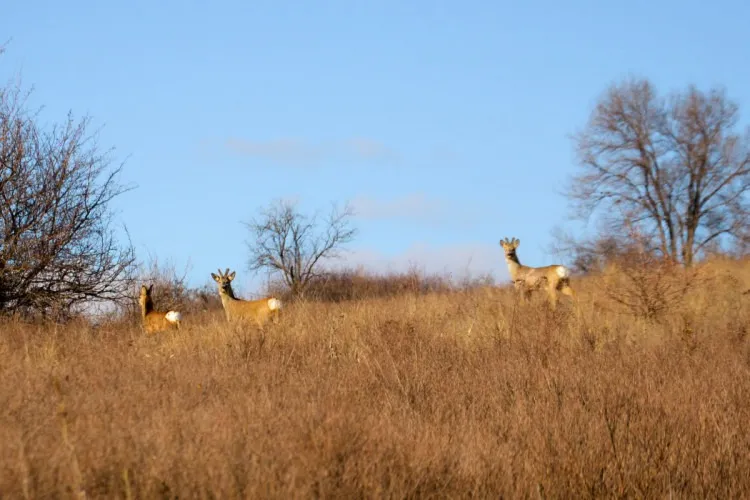 Косулі на Донеччині