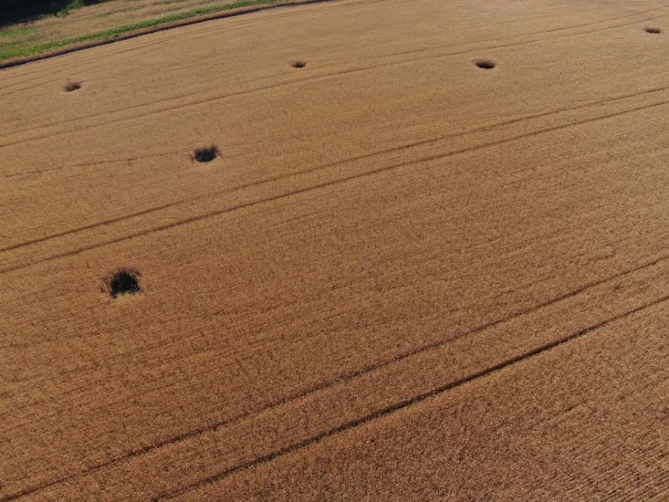 пшеничні поля біля Новотошківського Фото: 93-тя ОМБр Холодний Яр