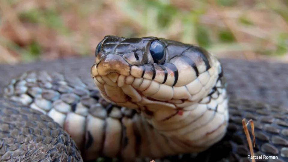 Вуж. Фото: Роман Парцей