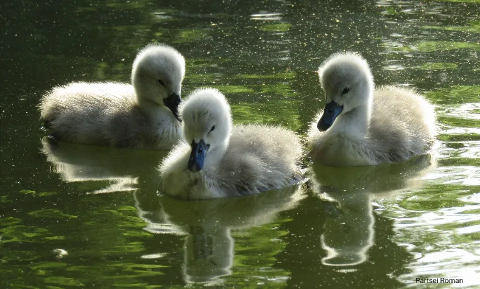 Вутки на озері. Фото: Роман Парцей