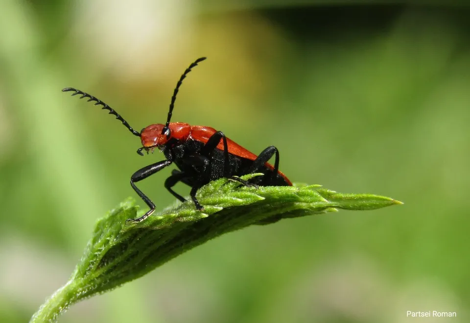 Фото: Роман Парцей