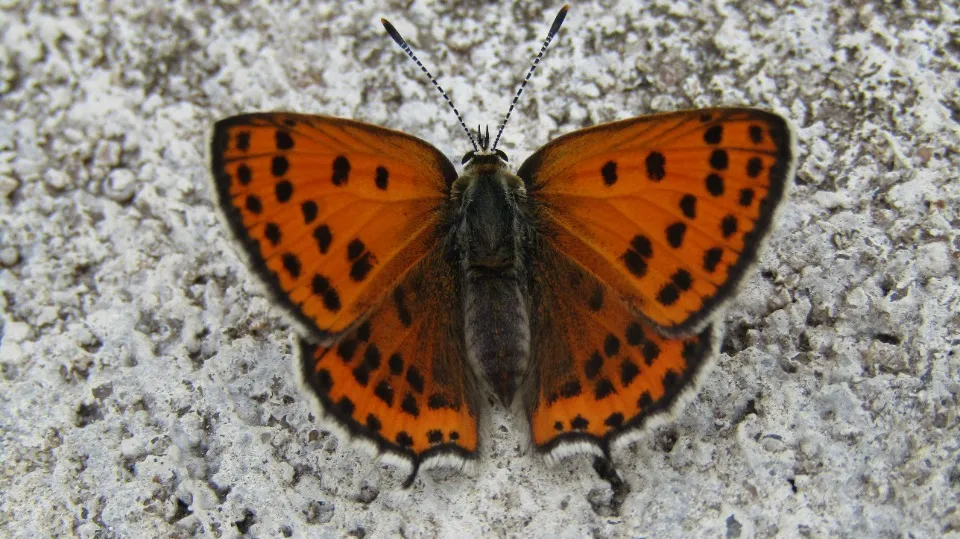 Фото: Роман Парцей