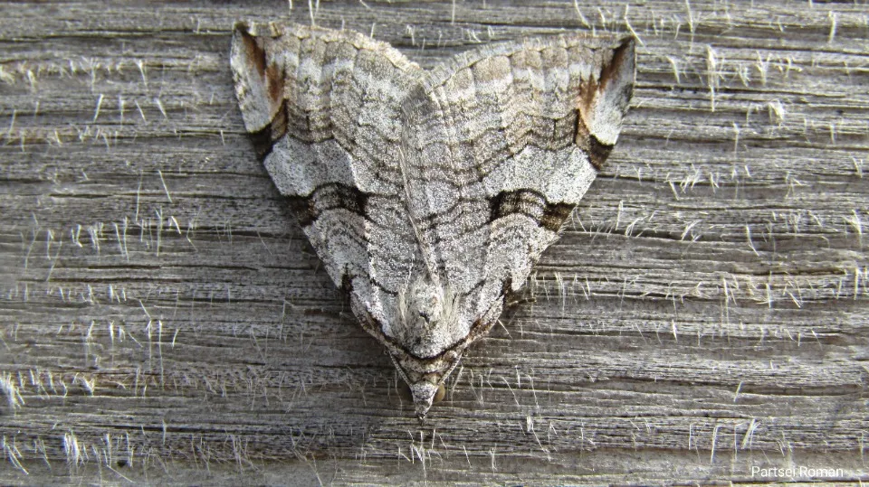 Фото: Роман Парцей