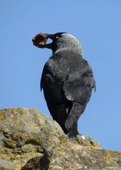 Галка звичайна