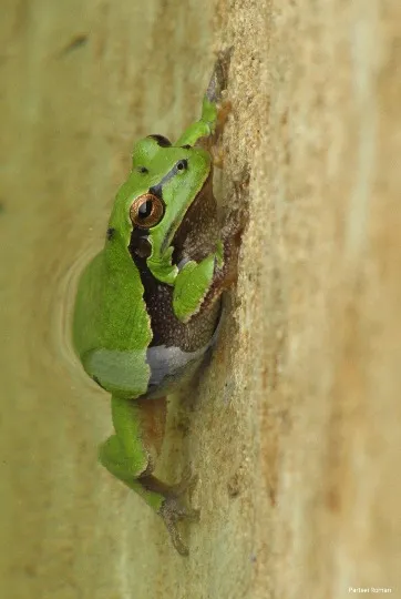 Райка деревна, або звичайна