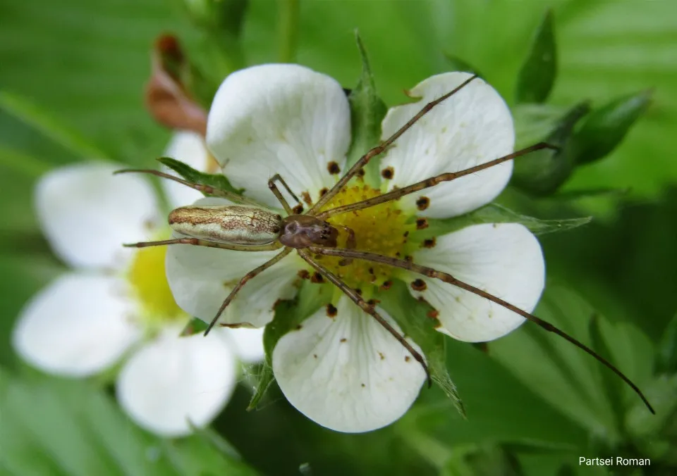 квітка з комахою