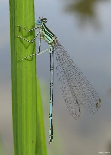 Плосконіжка звичайна