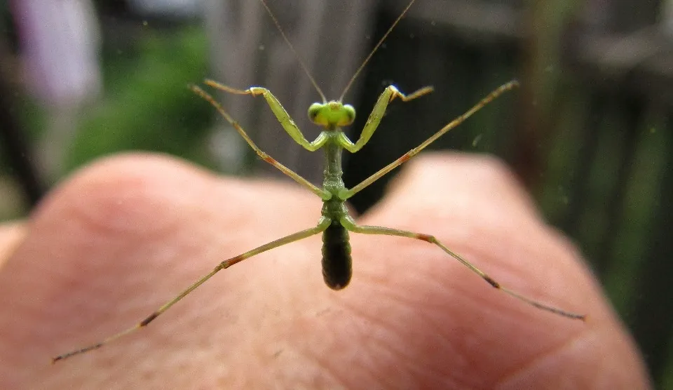 Богомол. Фото: Роман Парцей