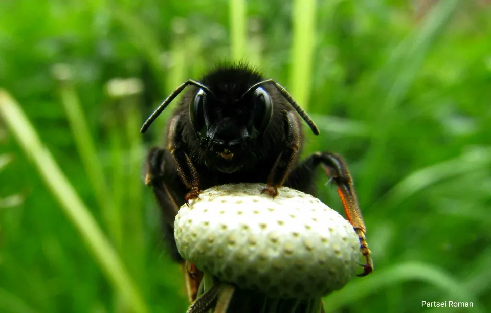 Бджола. Фото: Роман Парцей