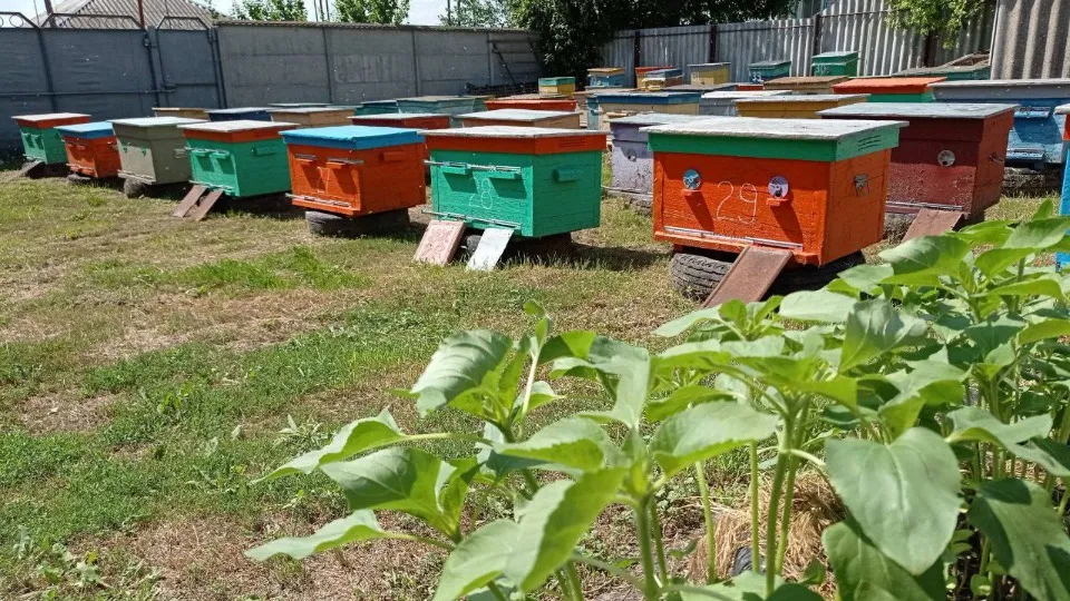 пасіка, медова ферма Лозових