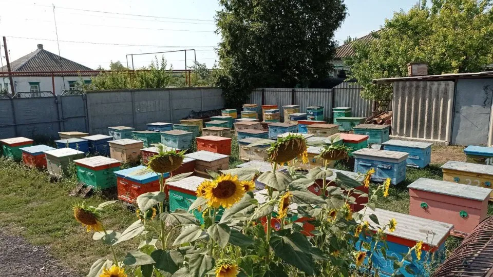 пасіка, медова ферма Лозових