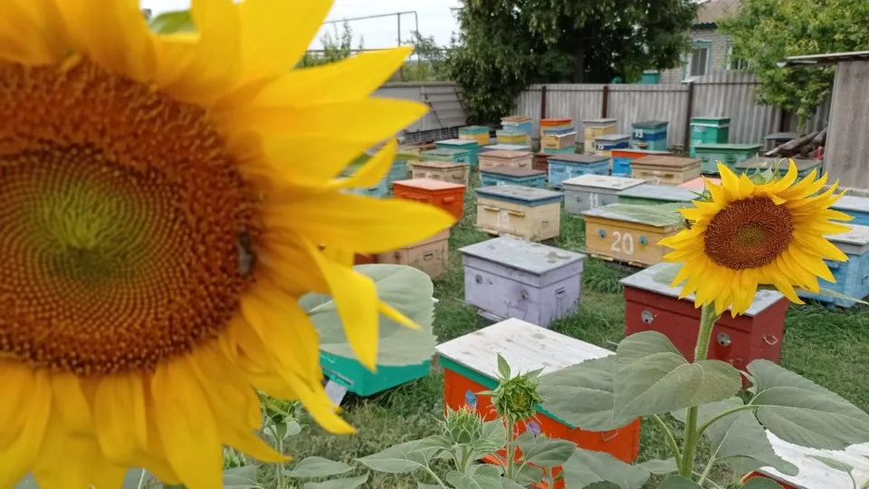 пасіка, медова ферма Лозових