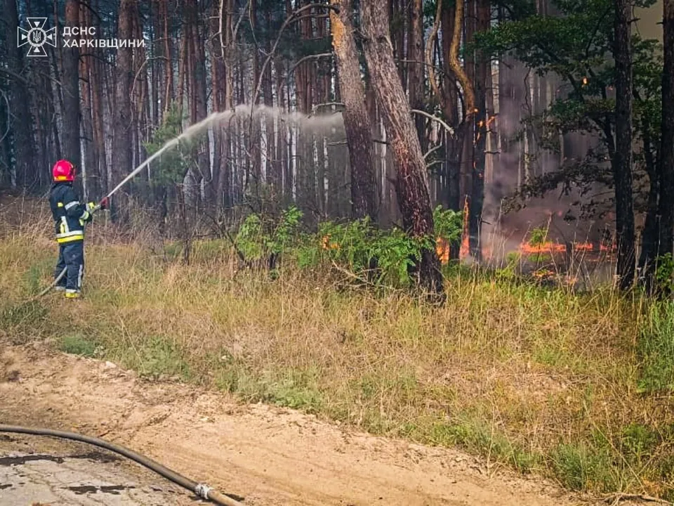 ліс Харківщина