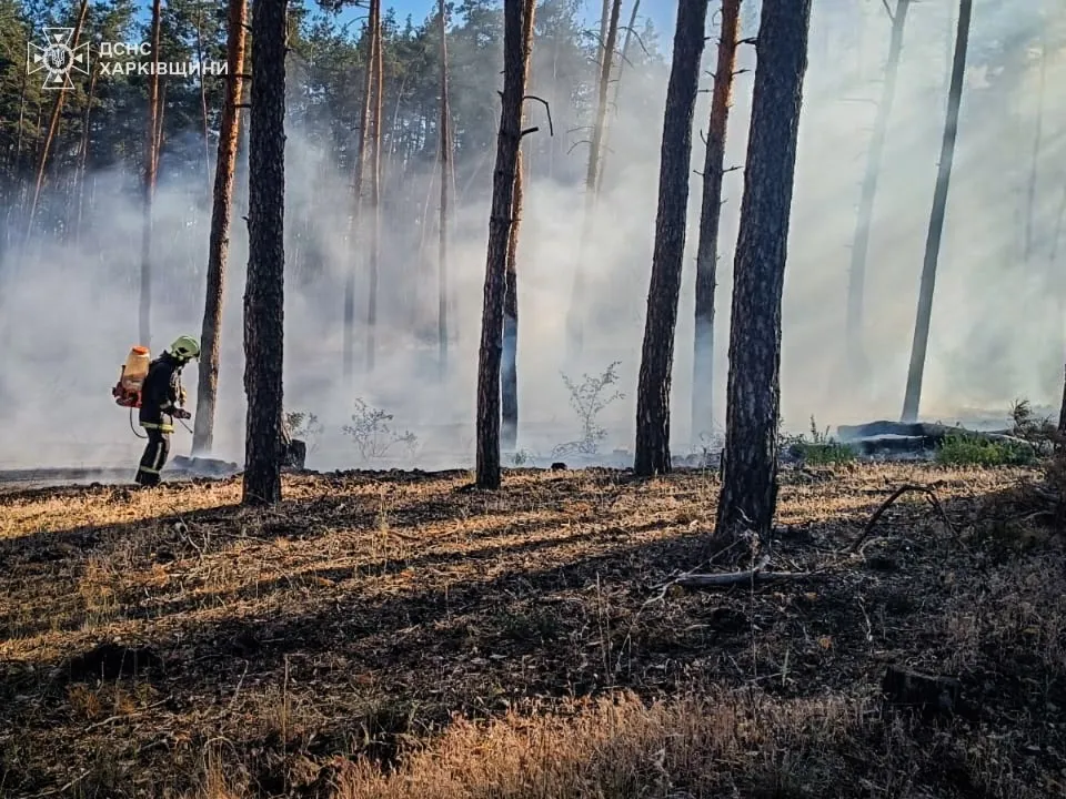 ліс Харківщина