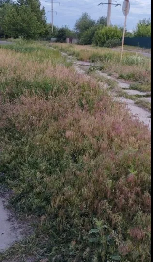 порослі бур’янами вулиці та сміття в Луганську