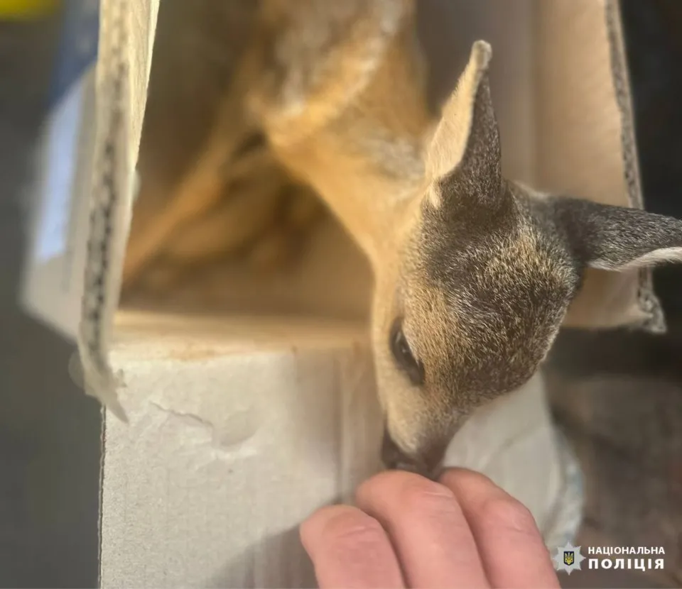 косулі Луганщини