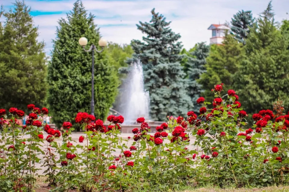 Алея троянд Бахмут