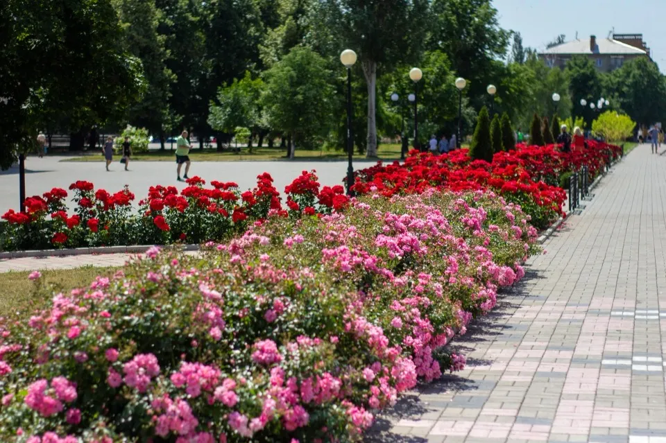 Алея троянд Бахмут