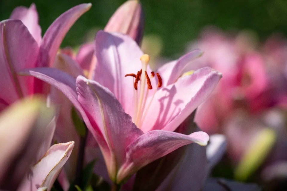 лілії в києві