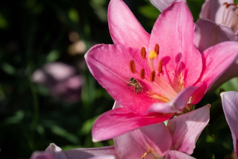 лілії в києві