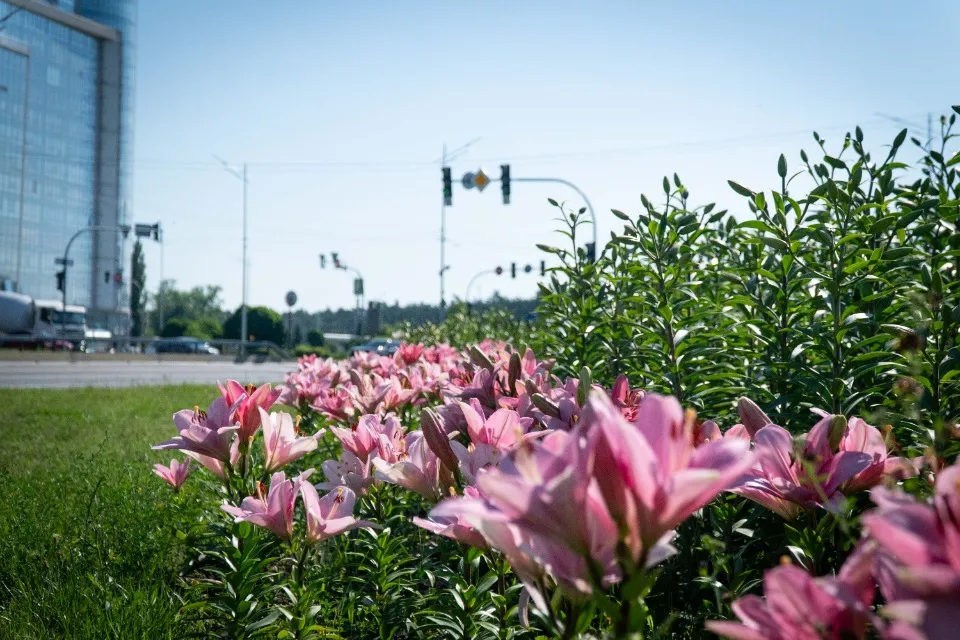 лілії в києві