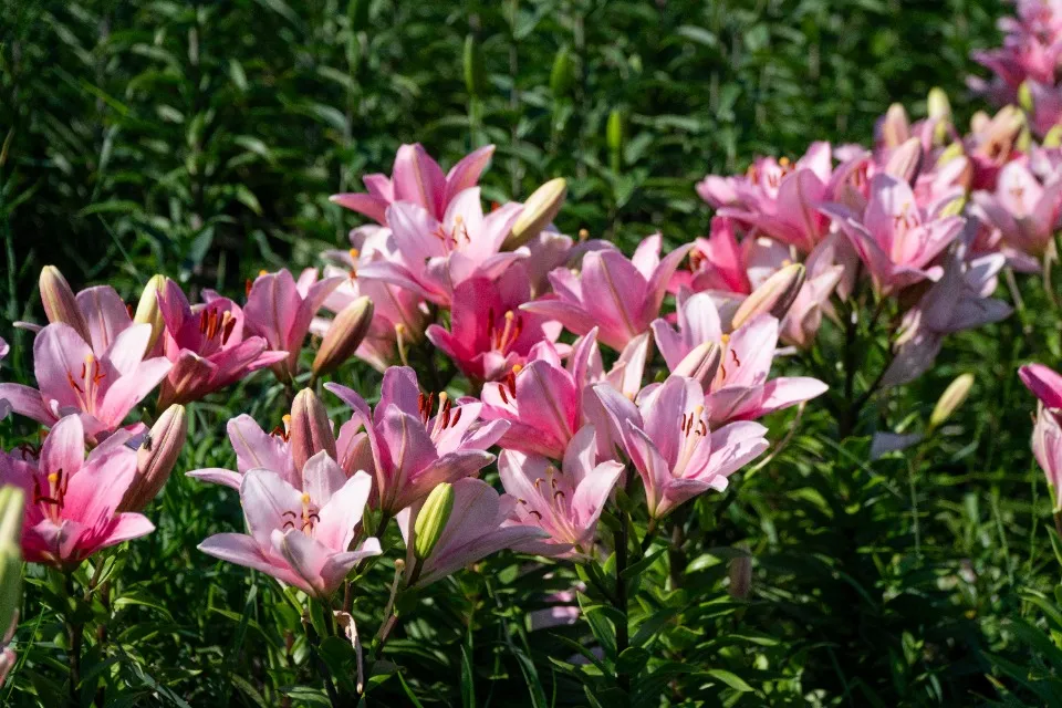 лілії в києві