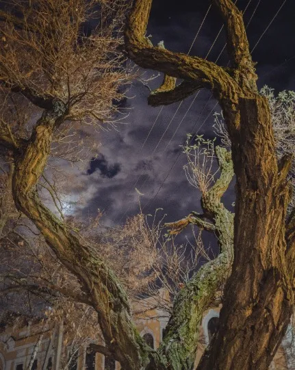 дерева з портфоліо Дениса