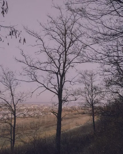 дерева з портфоліо Дениса