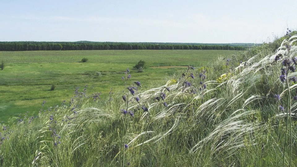 Ковила на околицях Луганська, 2014 рік Фото: Сергій