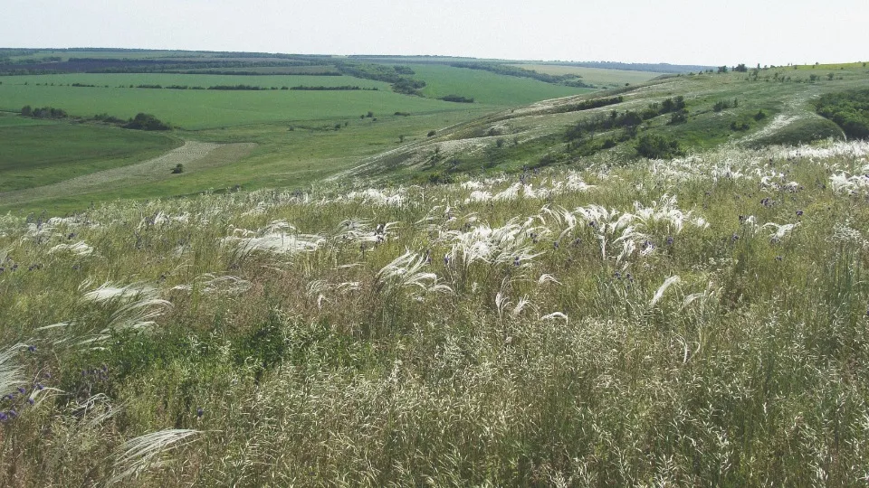 Ковила на околицях Луганська, 2014 рік Фото: Сергій