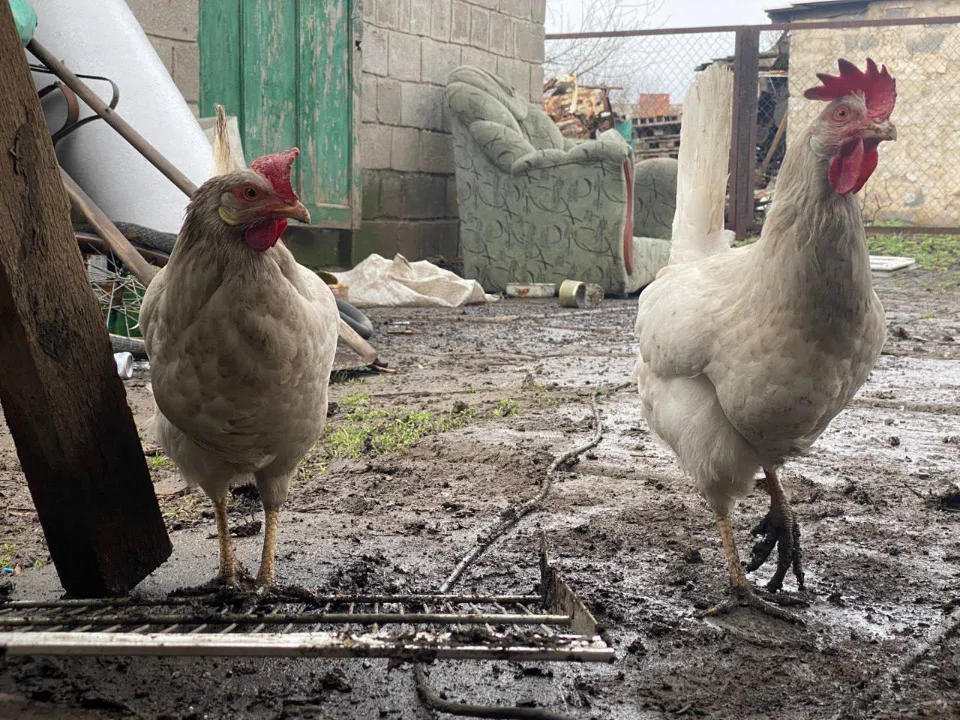 Олексндр Рубіжанин