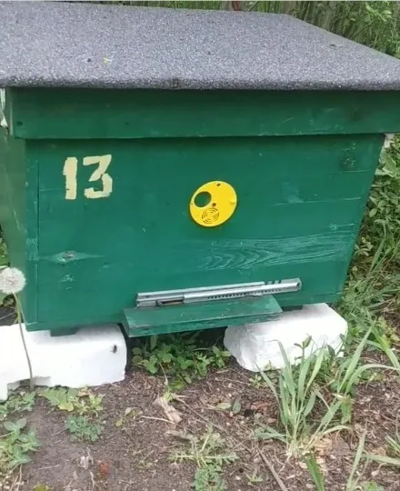 Перший вулик із бджолами пані Марини та її чоловіка в Сєвєродонецьку