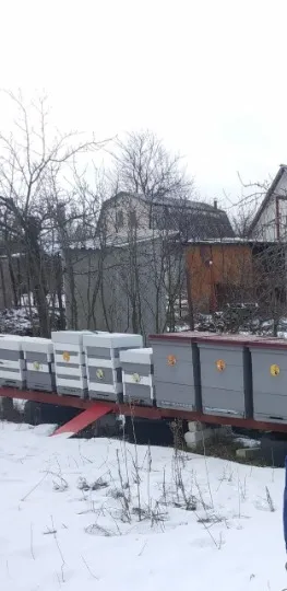 Пасіка в Сєвєродонецьку