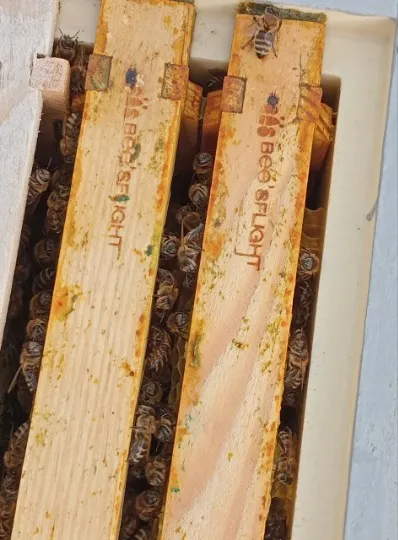 Пасіка під Дніпром