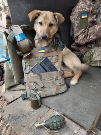 Собака на війні