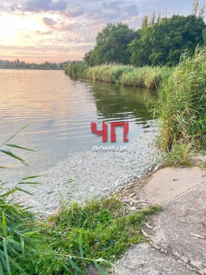 Екологічна катастрофа на водоймі в Донецьку: що сталося