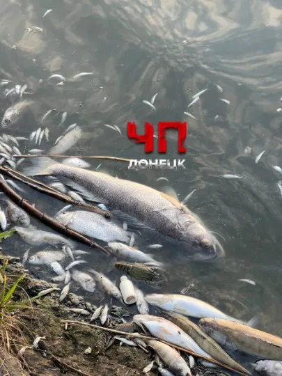 Екологічна катастрофа на водоймі в Донецьку: що сталося