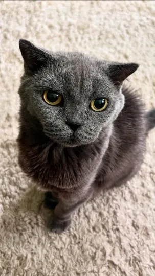 Улюблениця пані Ганни Фріда