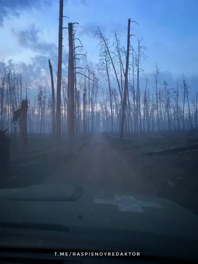 Серебрянський ліс, серпень 2024