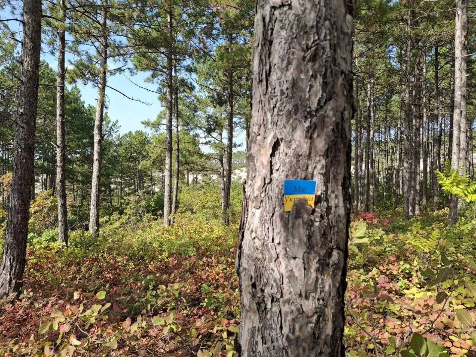 “Жовта стрічка” — в окупованому Маріуполі