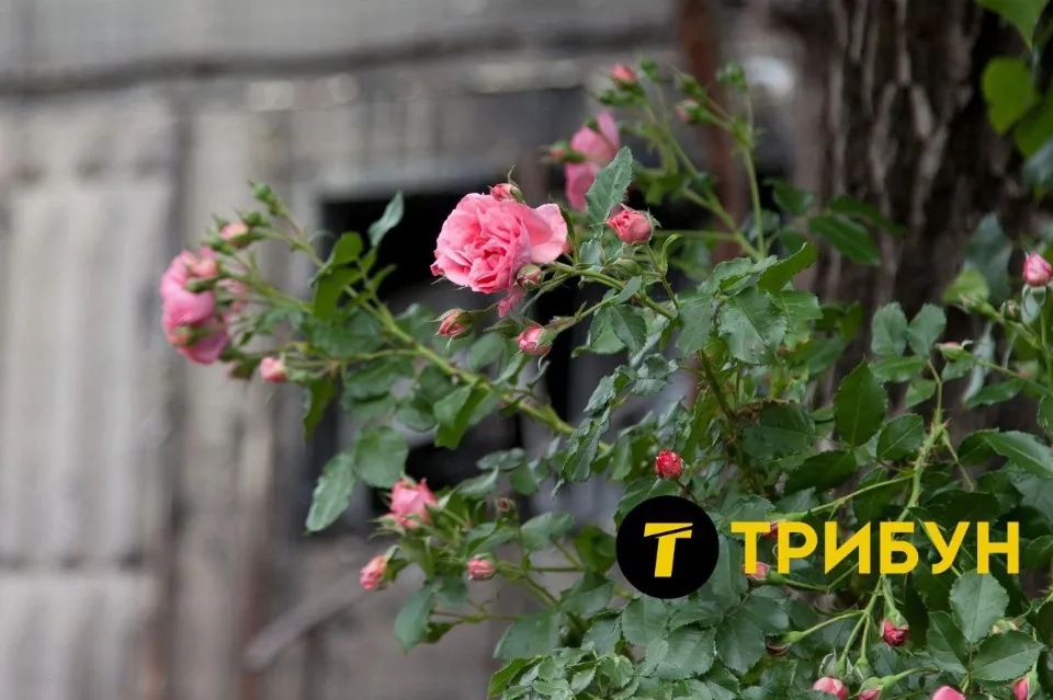 Тошківка, Луганська область, осінь 2024