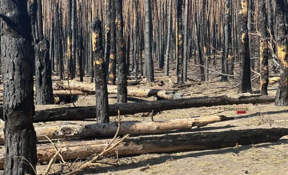 ліс у Національному парку ”Святі гори”