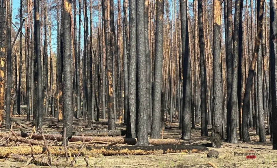 ліс у Національному парку ”Святі гори”